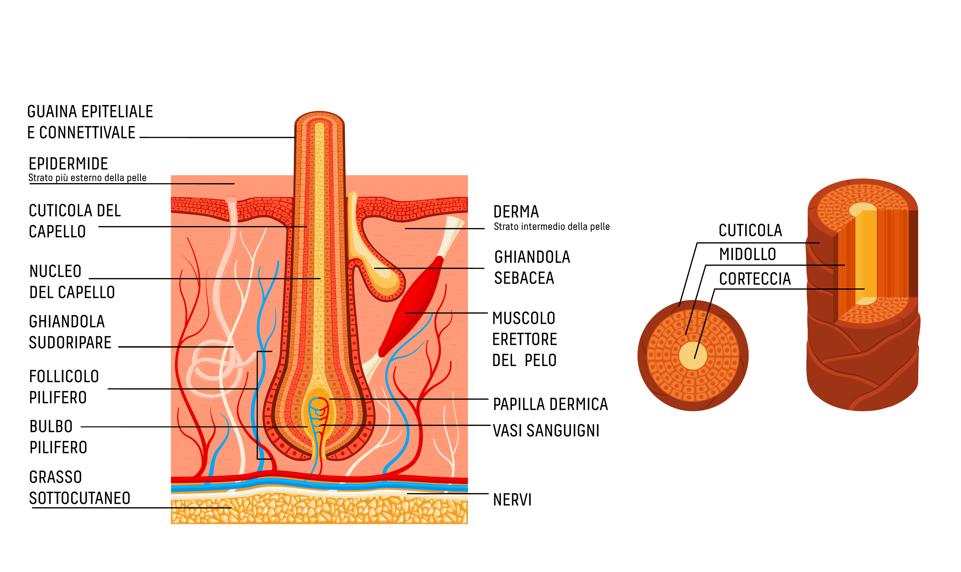 Capelli sani e belli: tutto parte dalla conoscenza della loro struttura